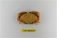 藏品(肉球皺蟹)的圖片